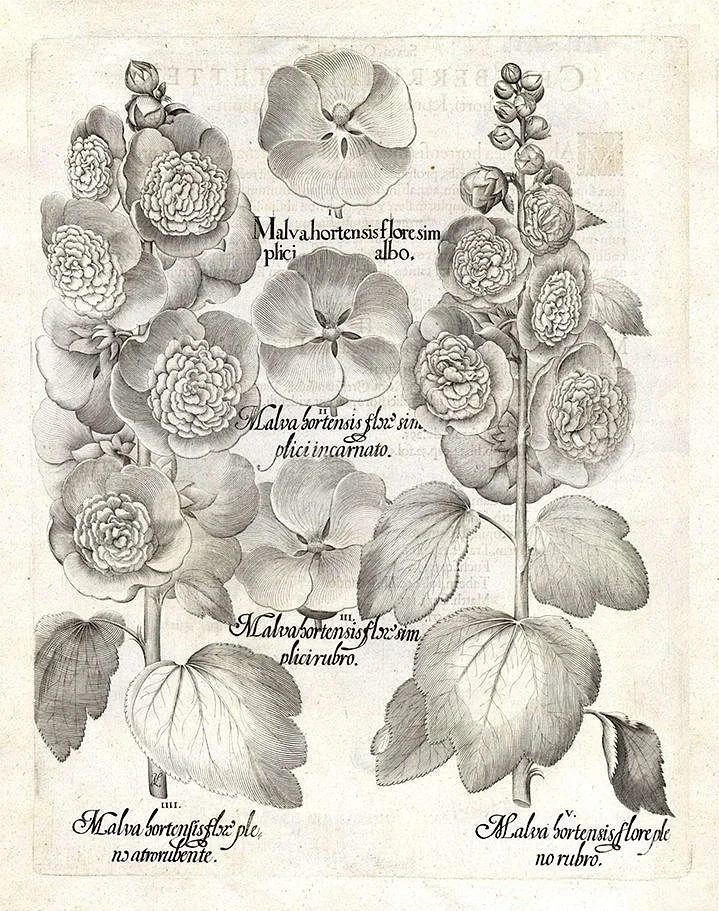 Besler-malva-botanical-print--museum-outlets.jpg