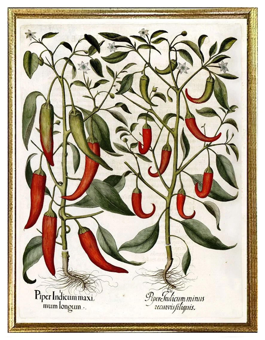 besler-peppers-antique-botanical-print-museum-outlets.jpg
