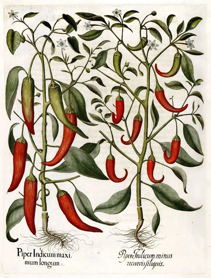 Besler-peppers-antique-botanical-print--museum-outlets.jpg