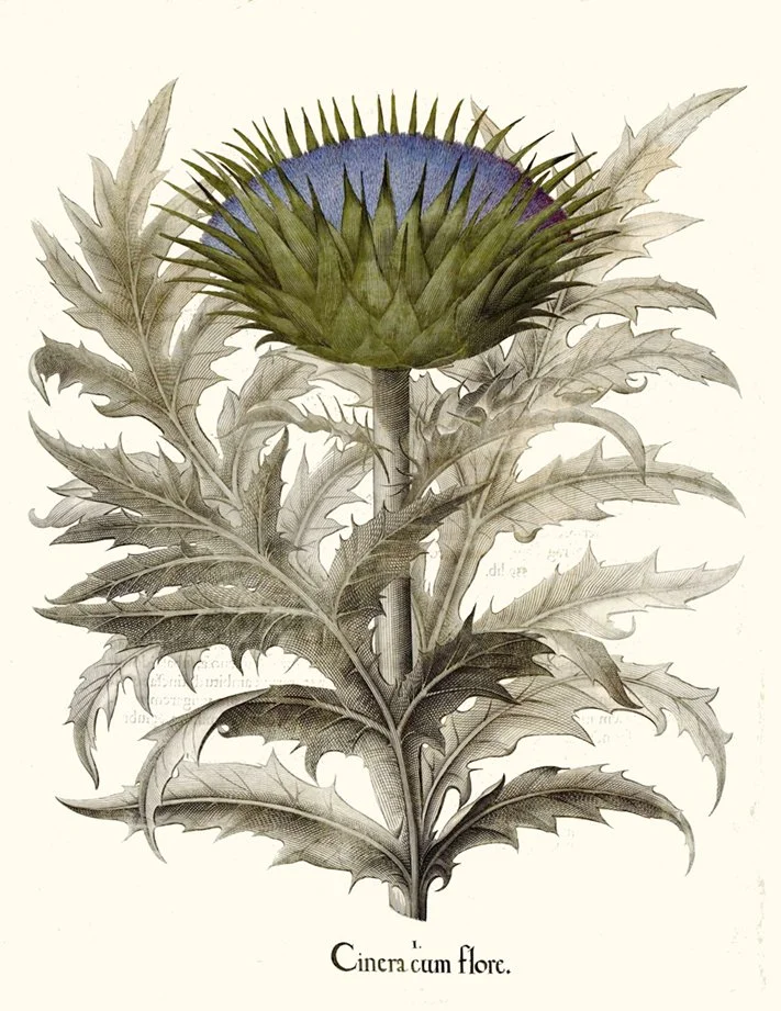 Cinera-cim-flore-besler-antique-botanical-print--museum-outlets.jpg