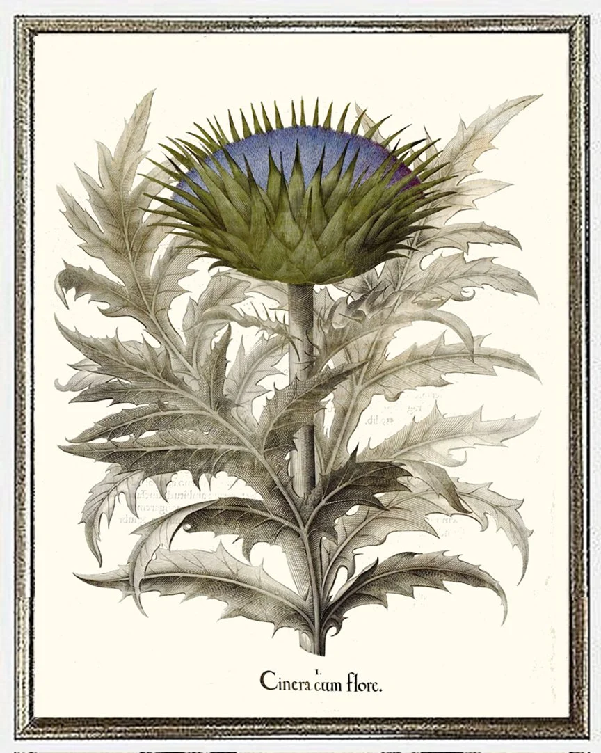 besler-cinera-cum-flore-botanical-print-poster-museum-outlets.jpg