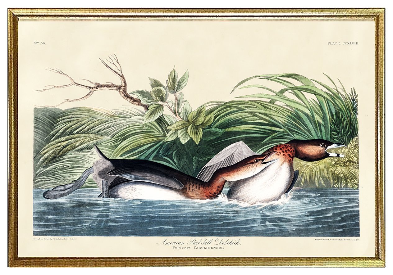audubon-print-american-pied-billed-dobchick--museum-outlets.jpg