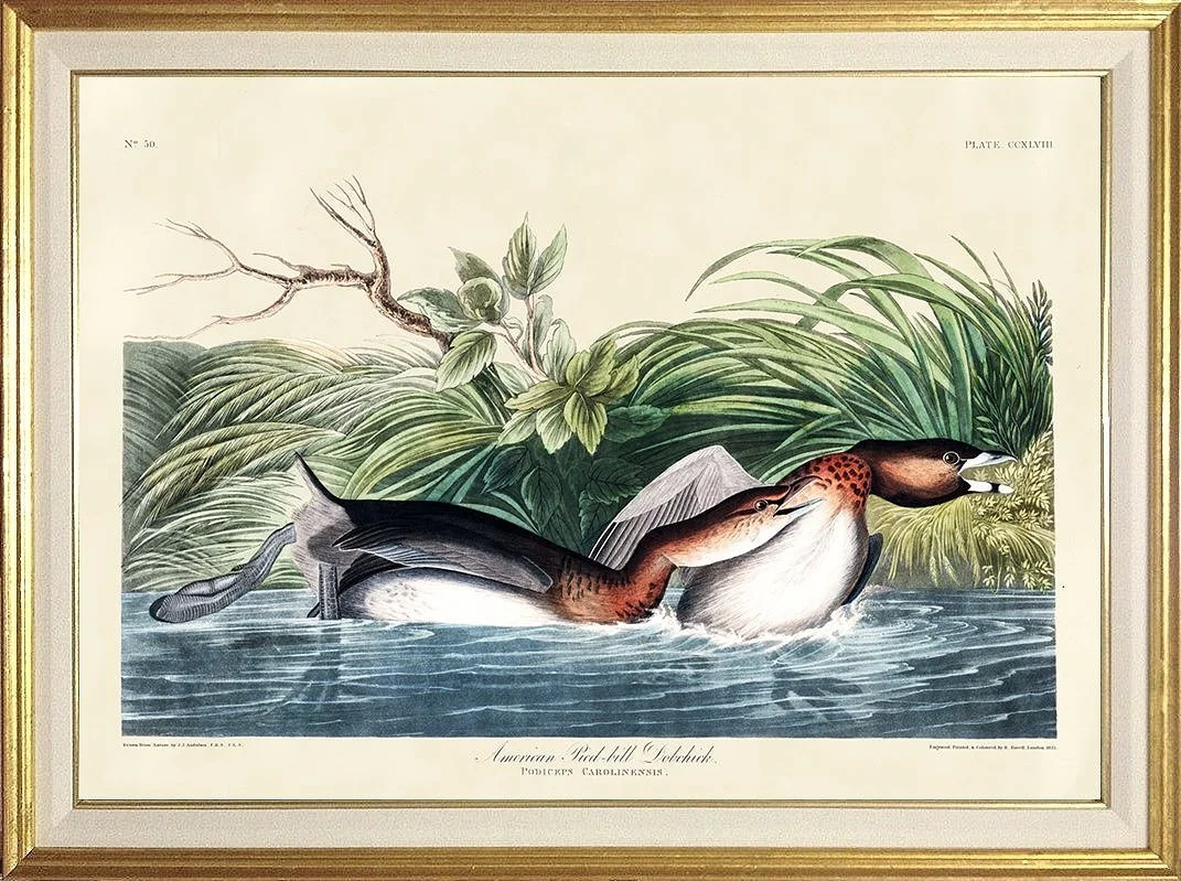audubon-print-american-pied-billed-dobchick--print-museum-outlets.jpg