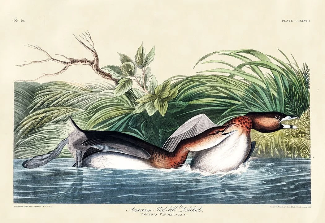 audubon-print-American-Pied-Billed-Dobchick-museum-outlets.jpg
