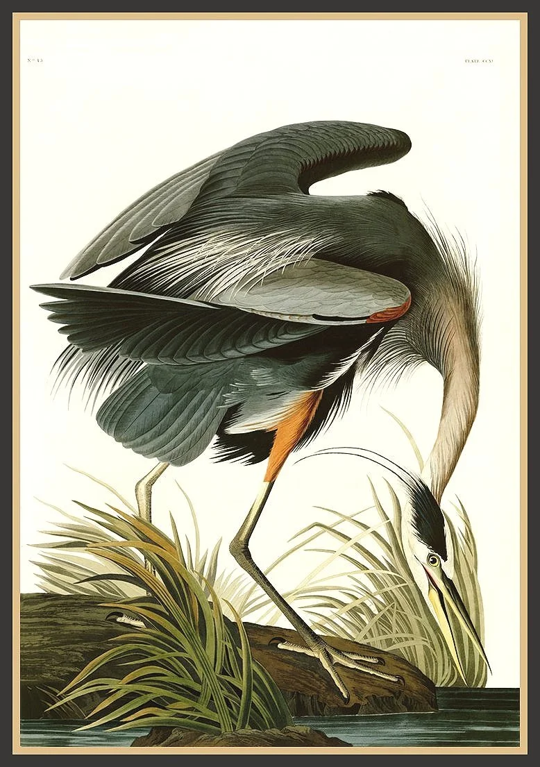 audubon blue heron print