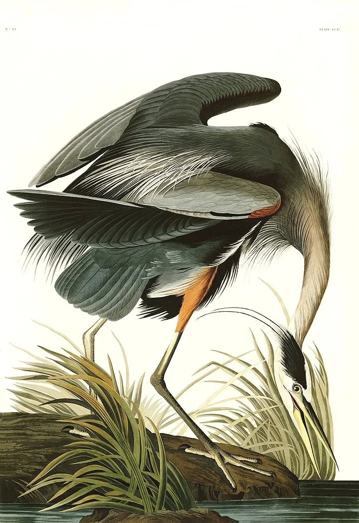 blue heron audubon print