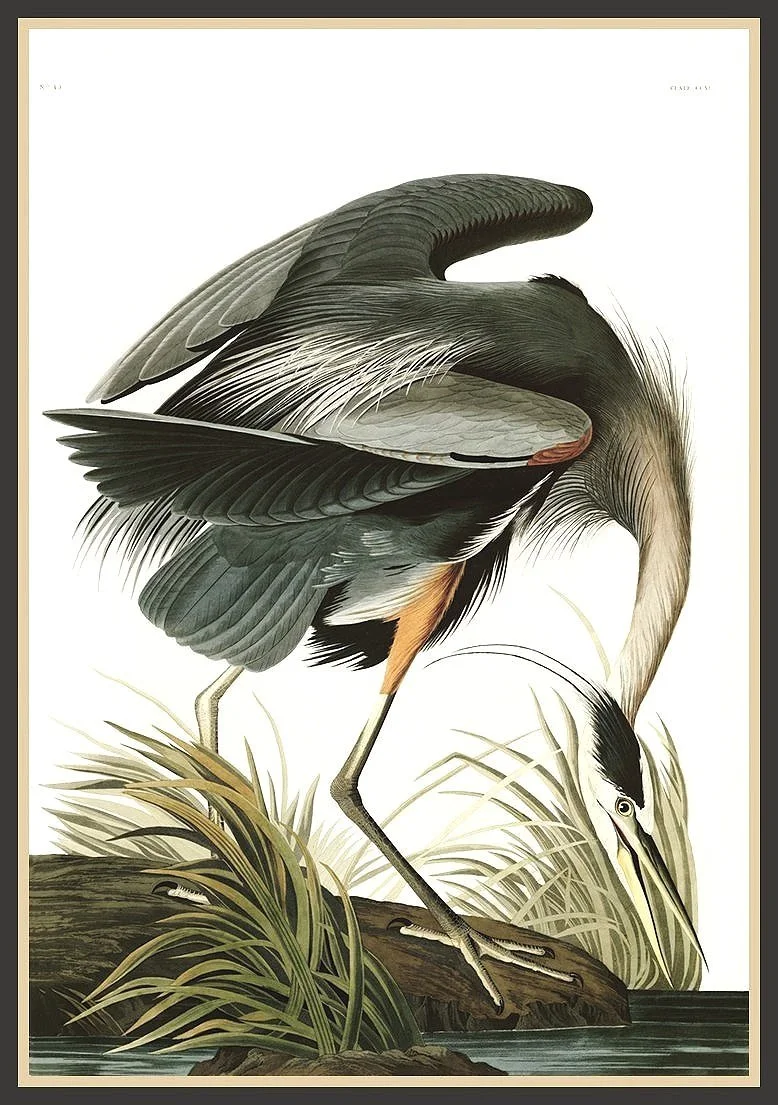 audubon-blue-heron-print--museum-outlets.jpg