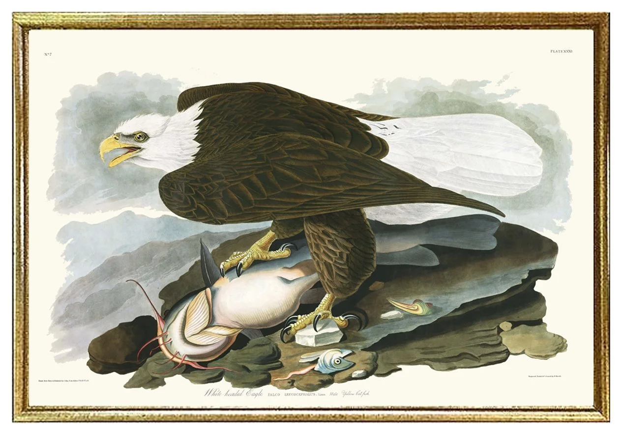 audubon-white-headed-eagle-print--museum-outlets.jpeg