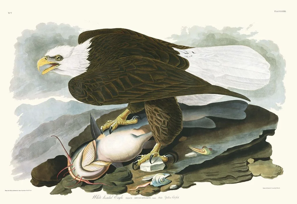 audubon-white-headed-eagle-print-museum-outlets.jpeg