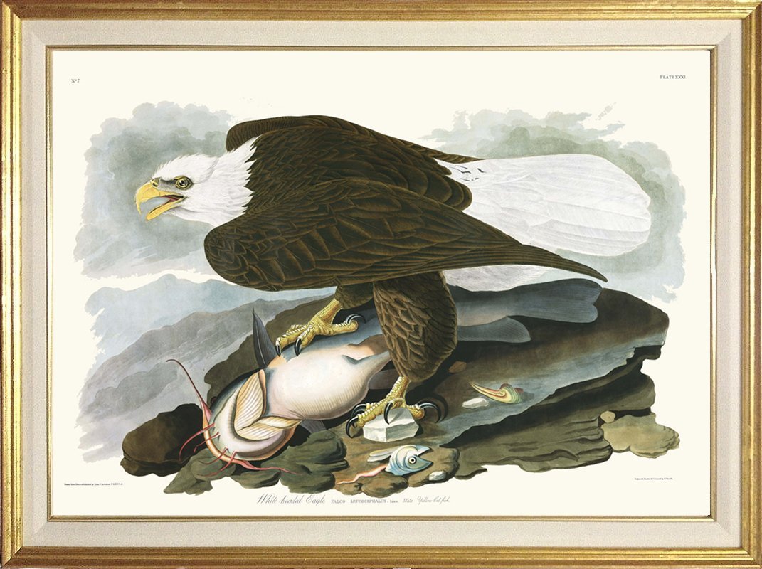 audubon-white-headed-eagle--print-museum-outlets.jpeg