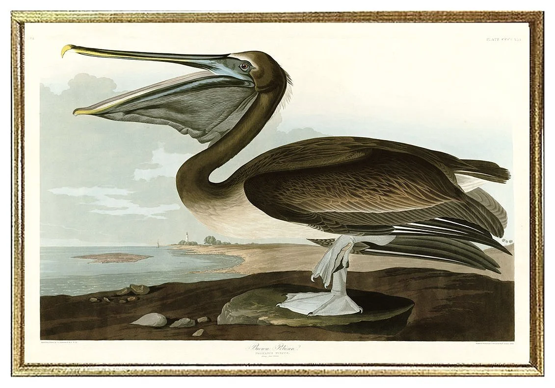 Brown Pelican Audubon  Prints