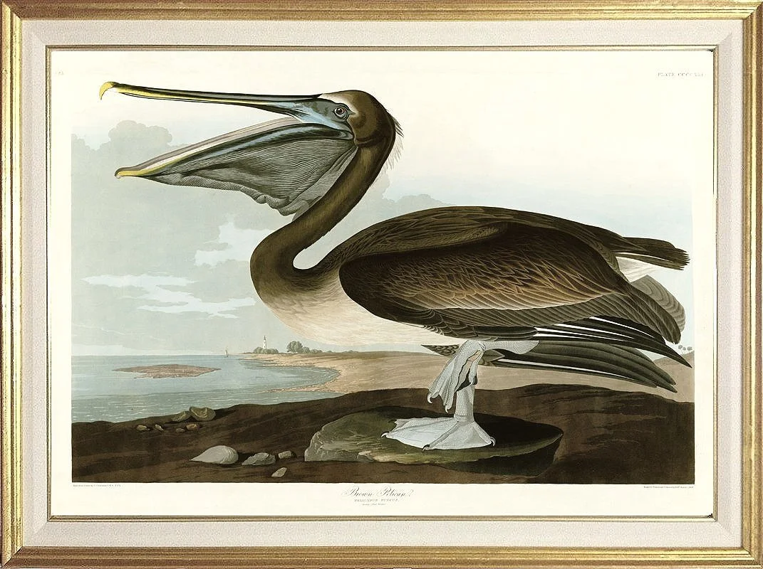 Brown Pelican Audubon  Prints