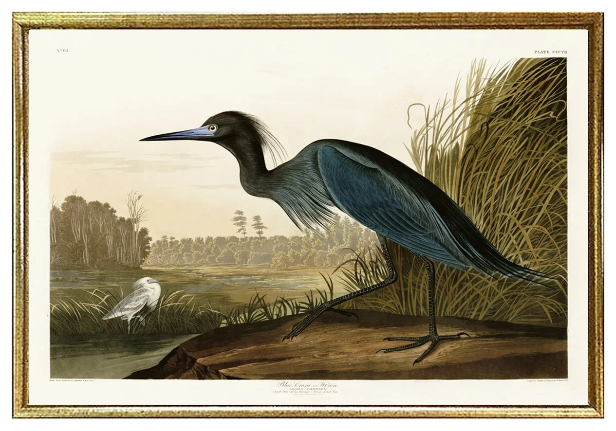 Blue Crane Antique Audubon Print