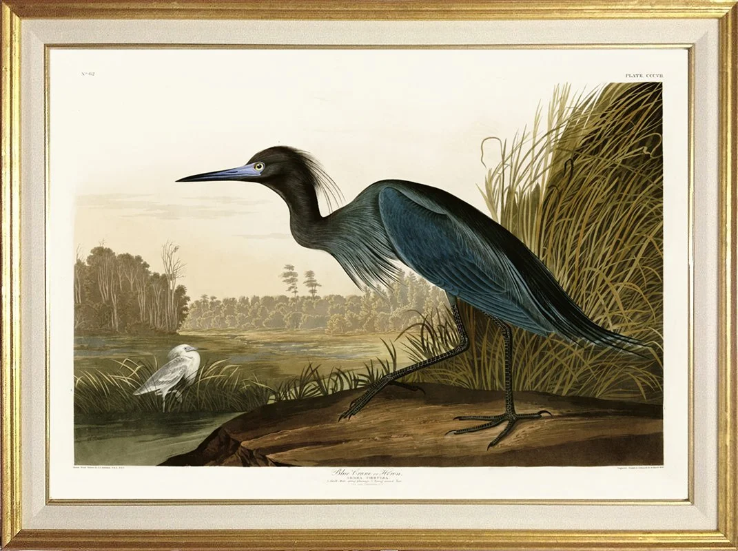Blue Crane Antique Audubon Print