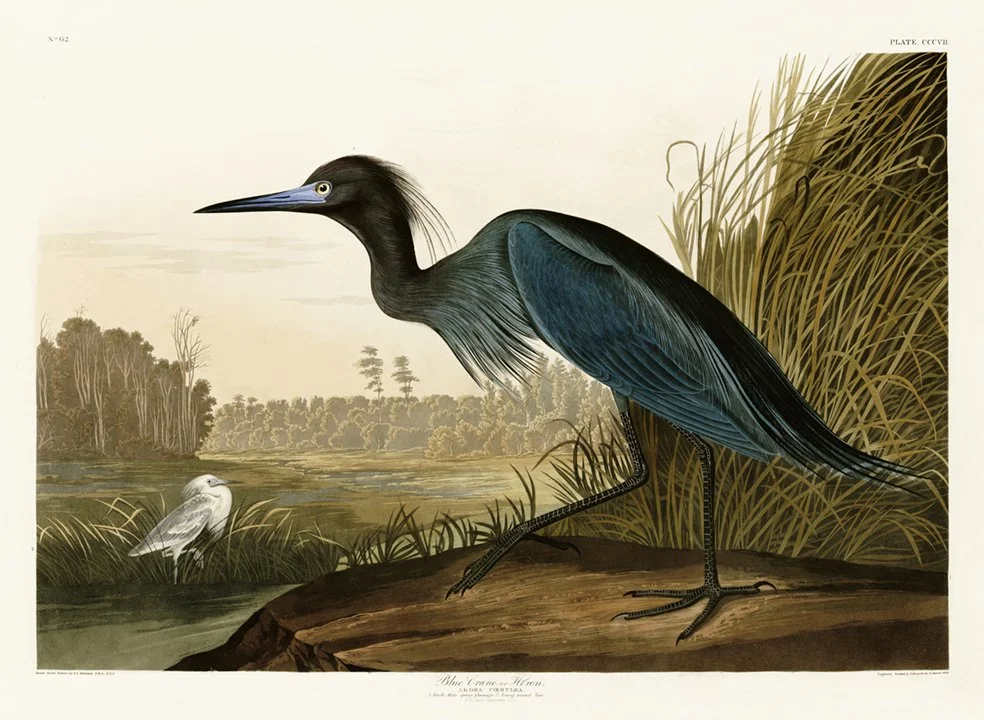 Blue Crane Antique Audubon Print