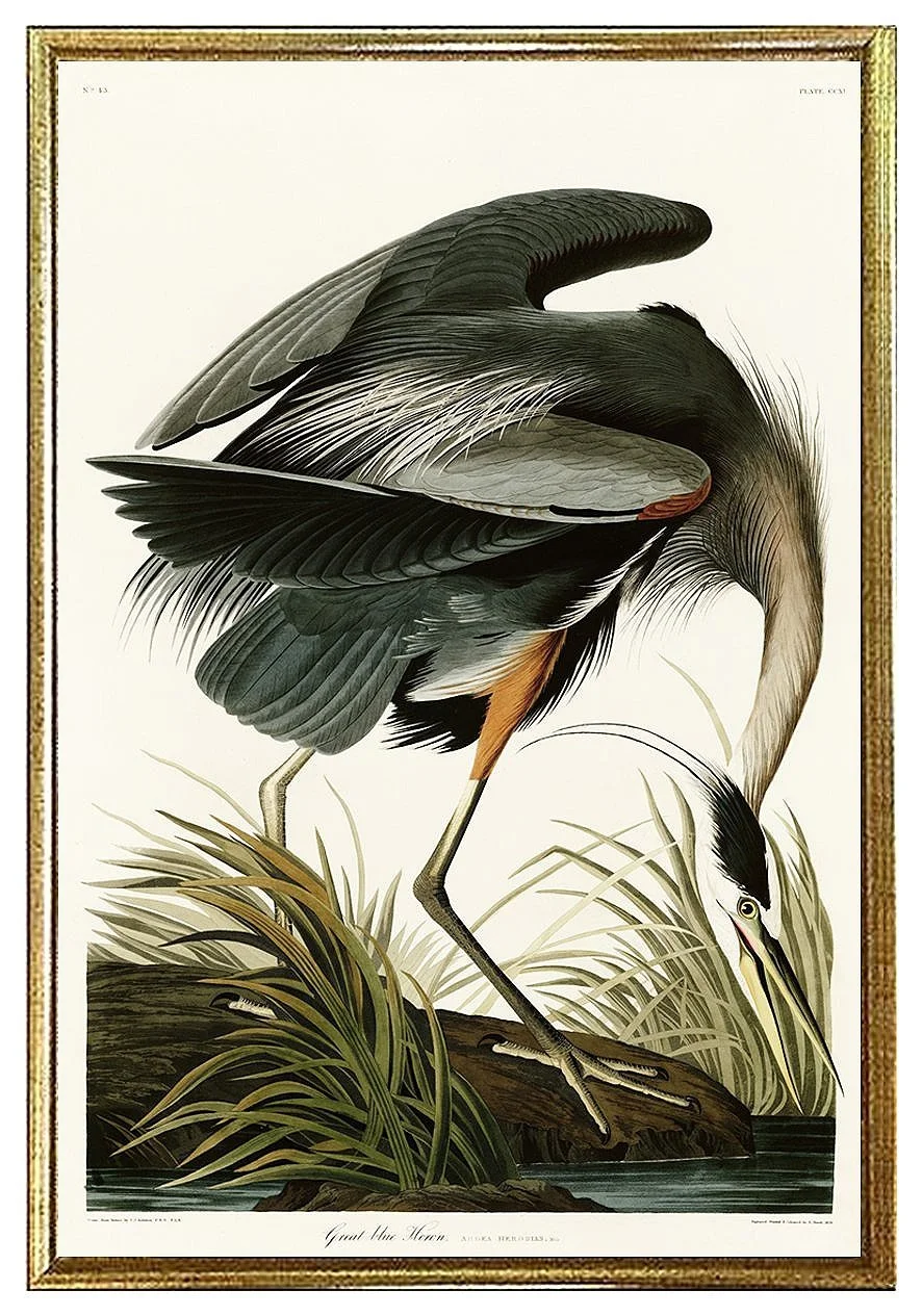 Great Blue Heron Audubon Print