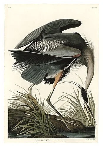 Great Blue Heron Audubon Print