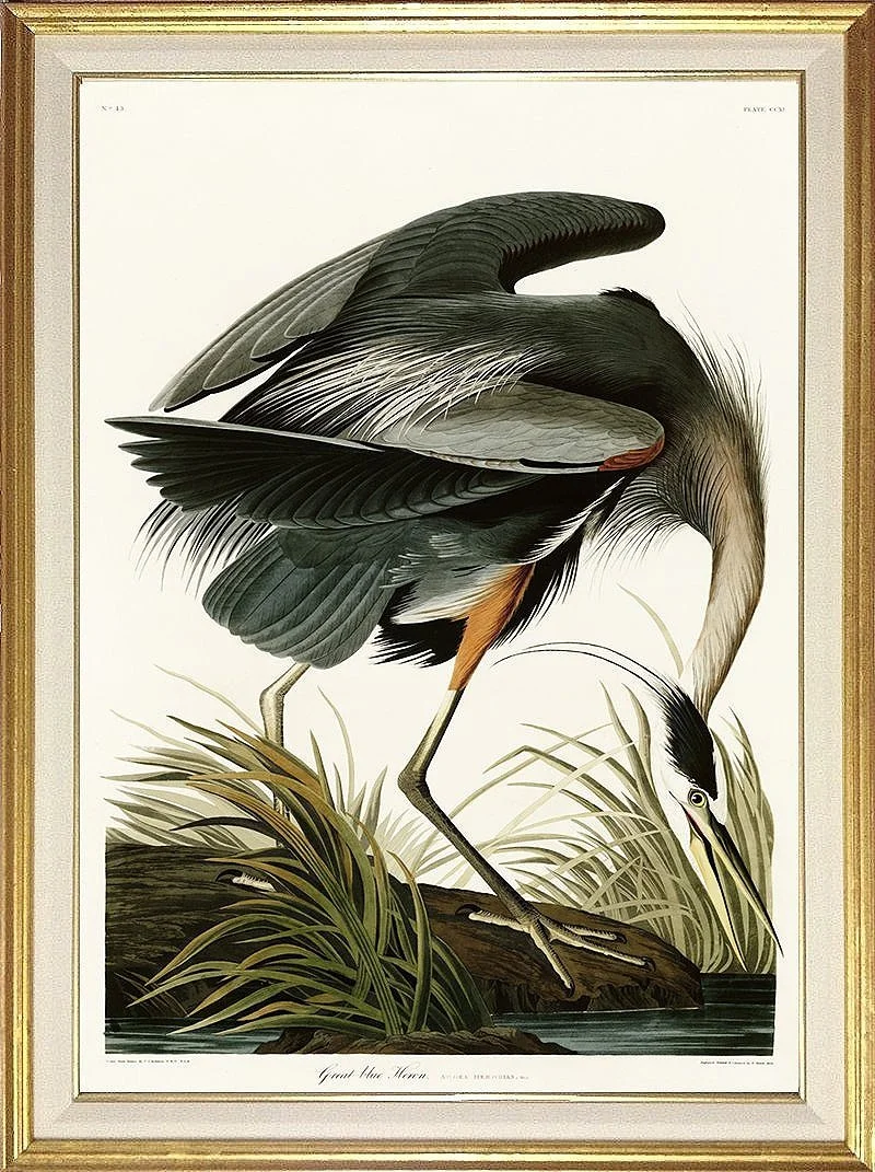 Great Blue Heron Audubon Print