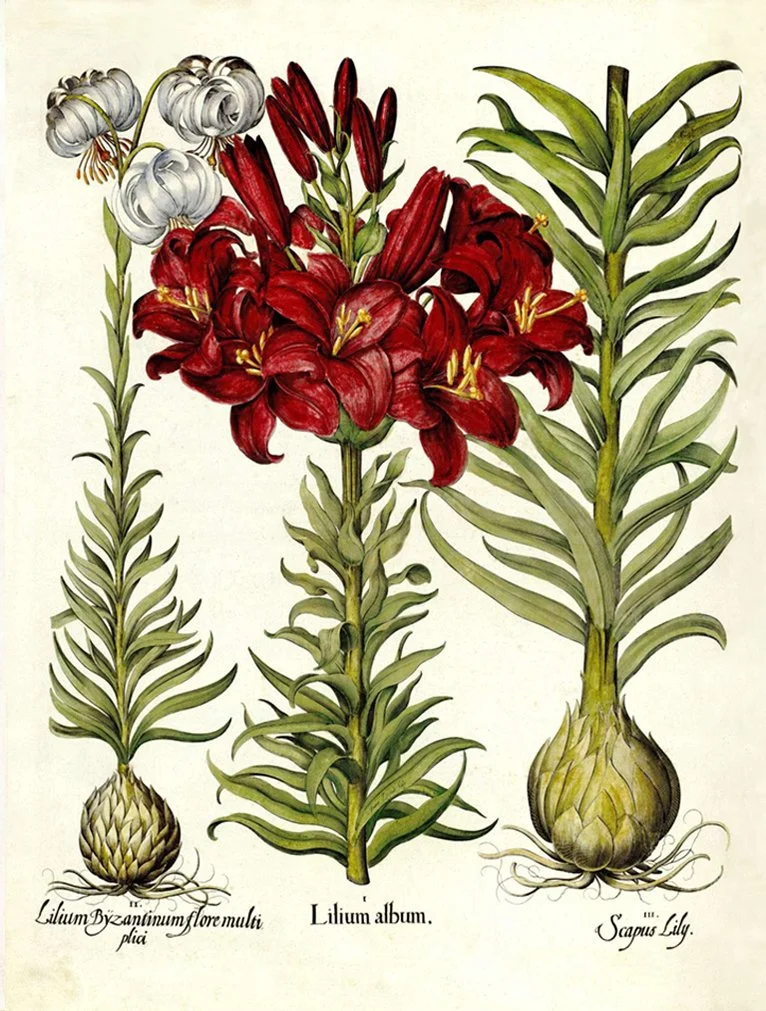 besler-illlium-lily-antique-botanical-print--museum-outlets.jpg