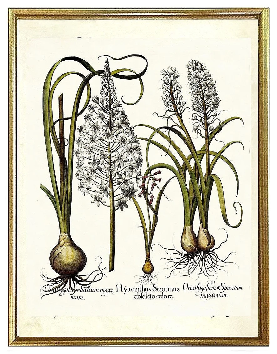 Besler-Hyacinth-antique-botanical-print-museum-outlets.jpg