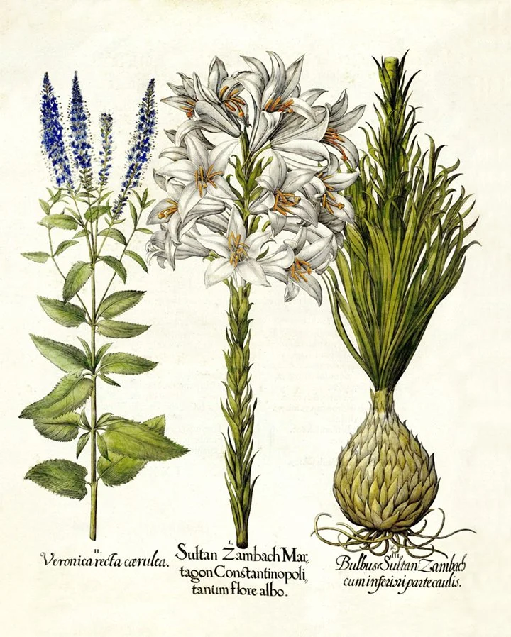 Besler-lily-antique-botanical-print-museum-outlets.jpg
