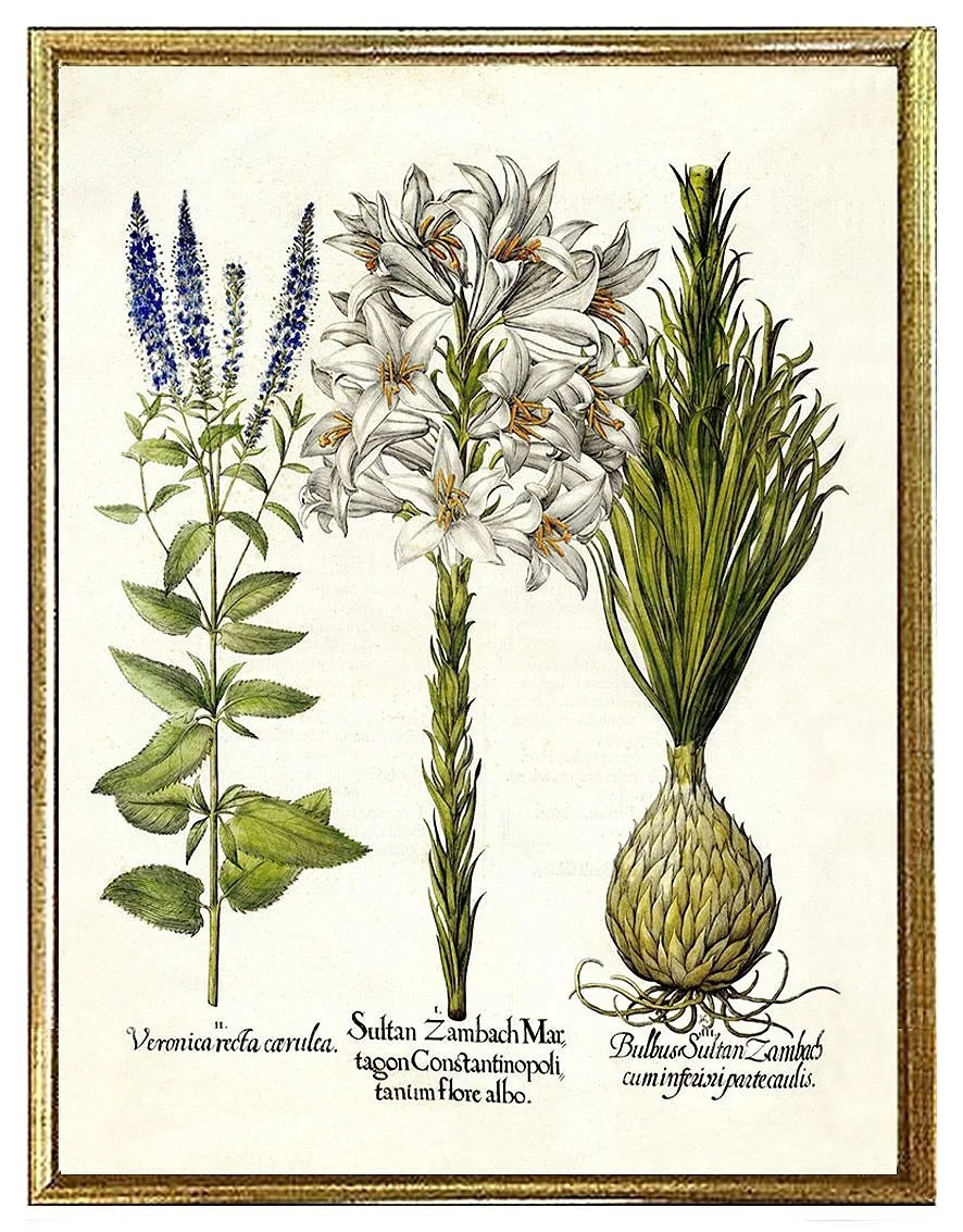Besler White Lily Antique Botanical Prints
