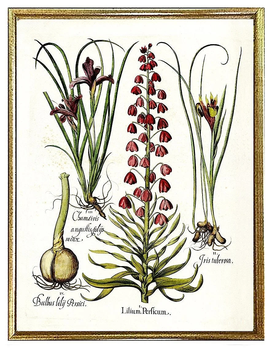 Besler Lillium Antique Botanical Print
