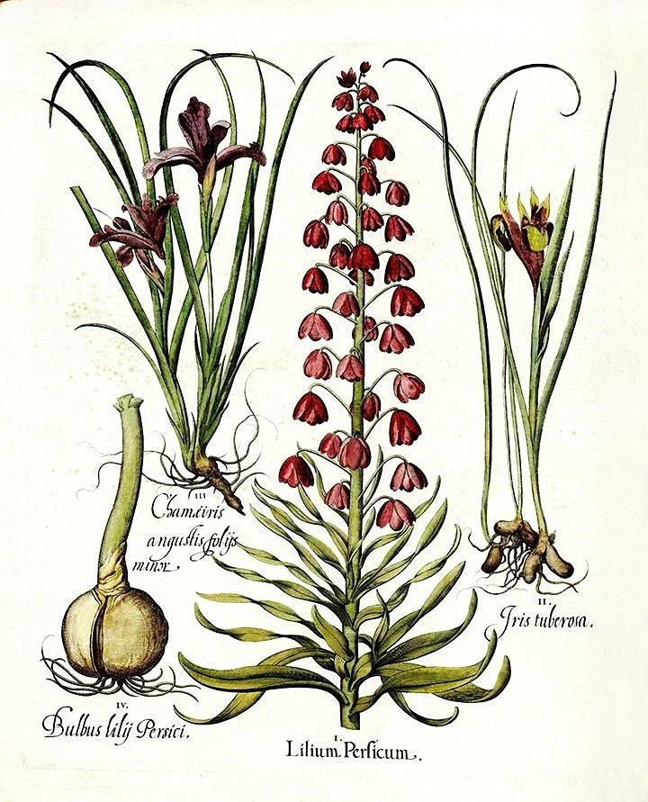 Besler Lillium Antique Botanical Print