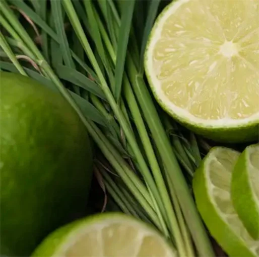 lemongrass-lime-summer-scented-best-soy-candle-zizzies-museum-outlets.jpg