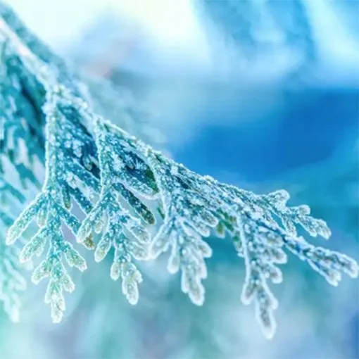 frosted-juniper-winter-christmas-holiday-scented-soy-candle-zizzies-museum-outlets.jpg