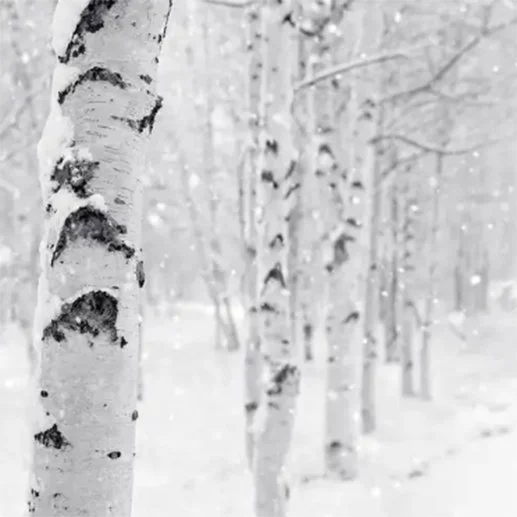 woodland-snow-winter-holiday-evergreen-pine-scented-soy-candle-zizzies-museum-outlets.jpg