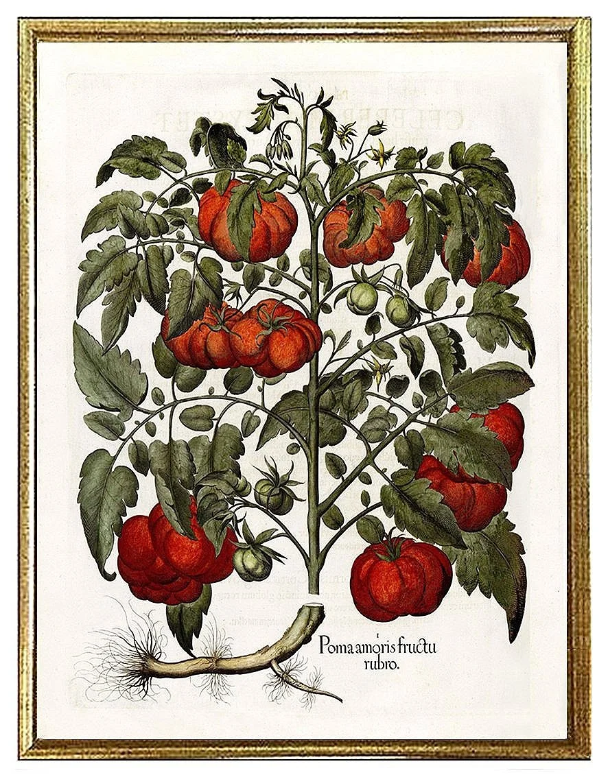 Besler-poma-amoris-fructu-rubro-antique-botanical-print-museum-outlets.jpg