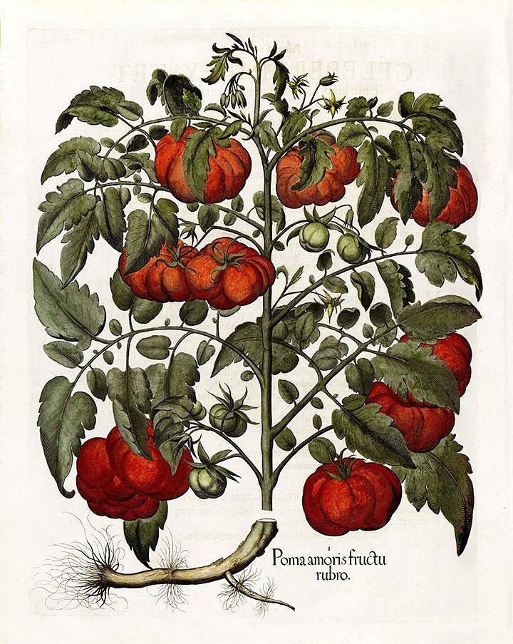 Besler-poma-amoris-fructu-rubro-antique-botanical-print-museum-outlets.jpg