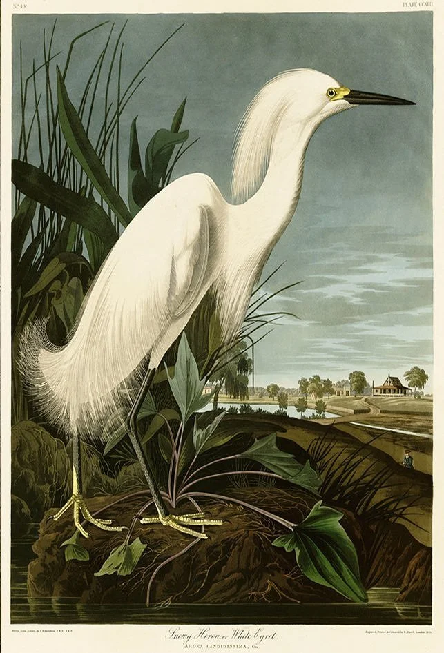 Snowy Heron Antique Audubon Print