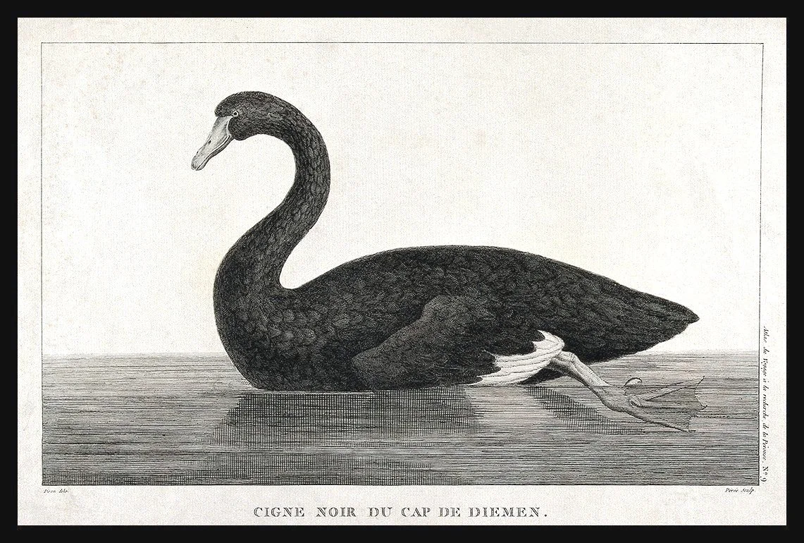 Black-Swan-Engraving-print--museum-outlets.jpg