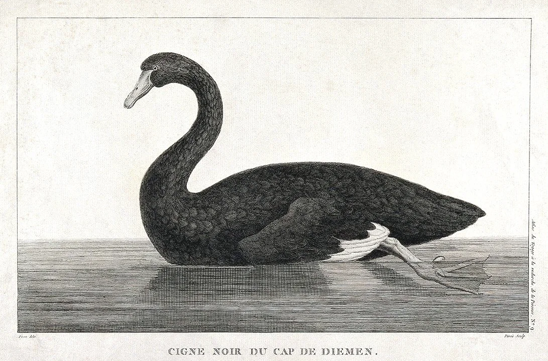 Black-Swan-Engraving-print-museum-outlets.jpg