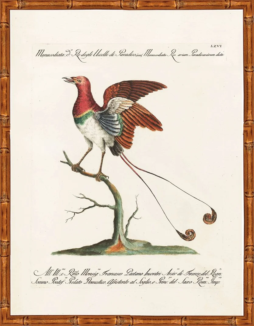17th Century Antique Bird Prints Bird of Paradise