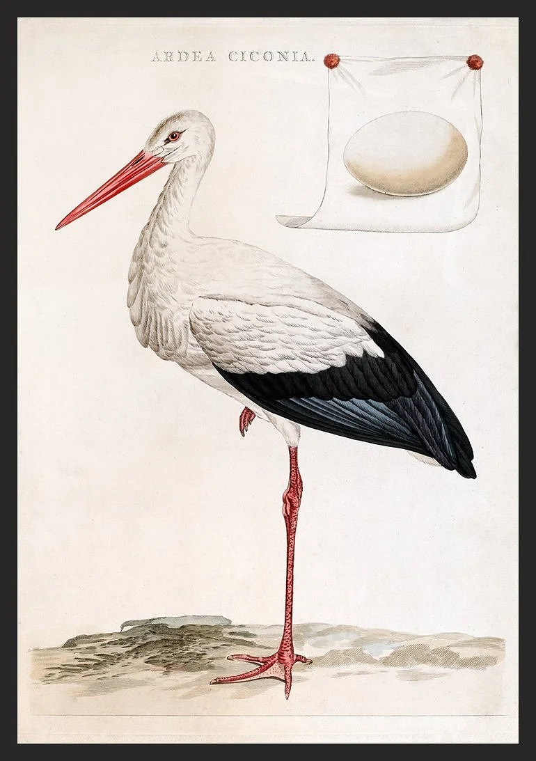 ardea-ciconia-stork-antique-bird-print-museum-outlets.jpg