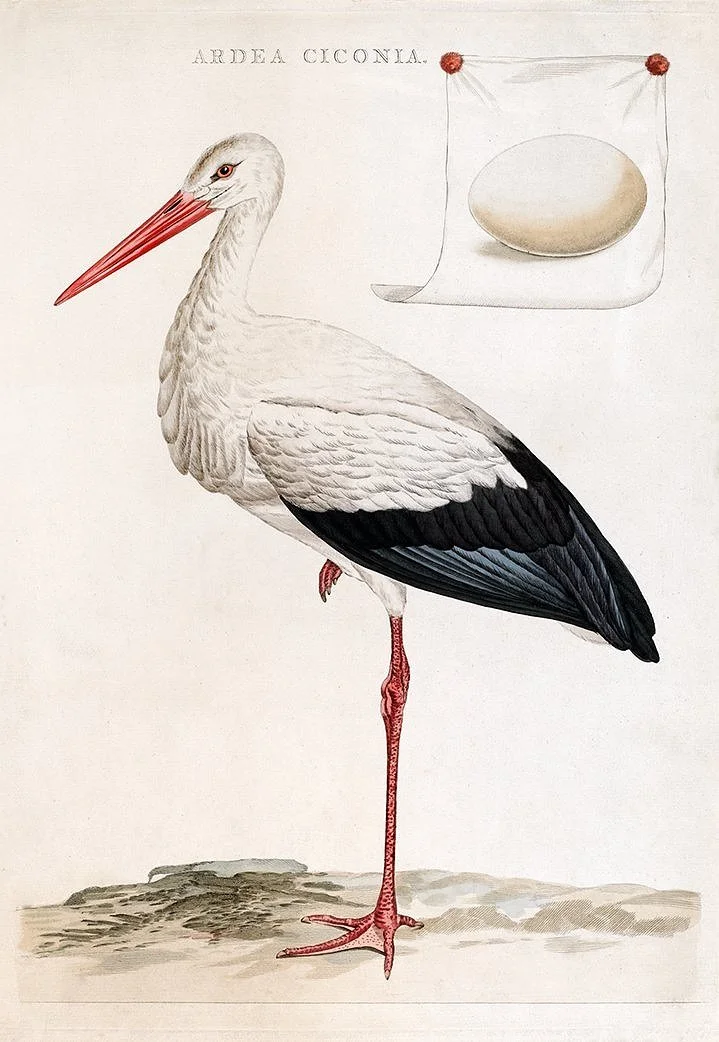 ardea-ciconia-stork-antique-bird-print--museum-outlets.jpg