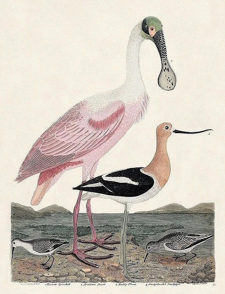 Wilson-Spoonbill-plate-63-antique-bird-print-museum-outlets.jpg