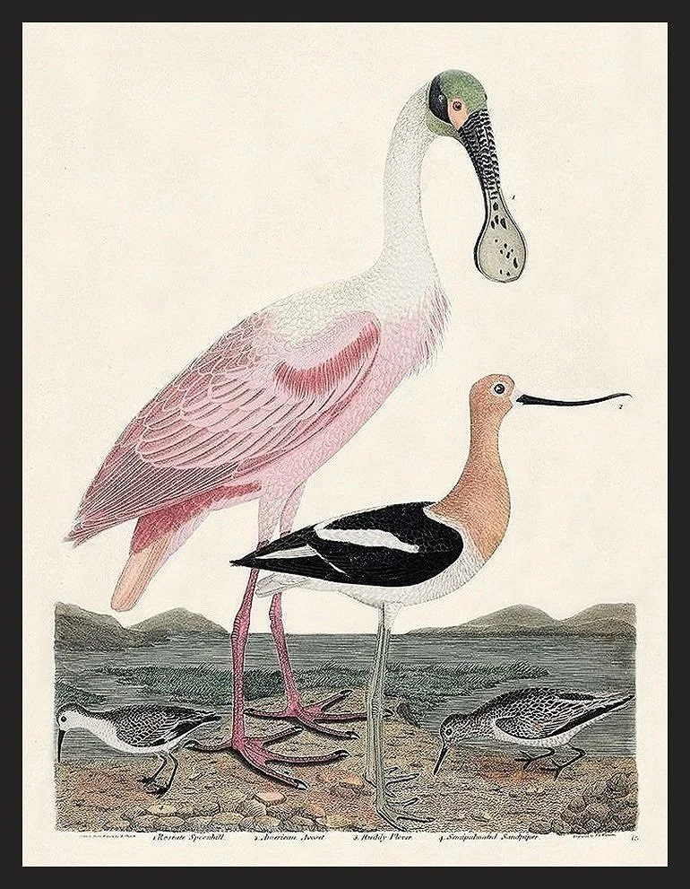 Wilson-Spoonbill-plate-63-antique-bird-print--museum-outlets.jpg