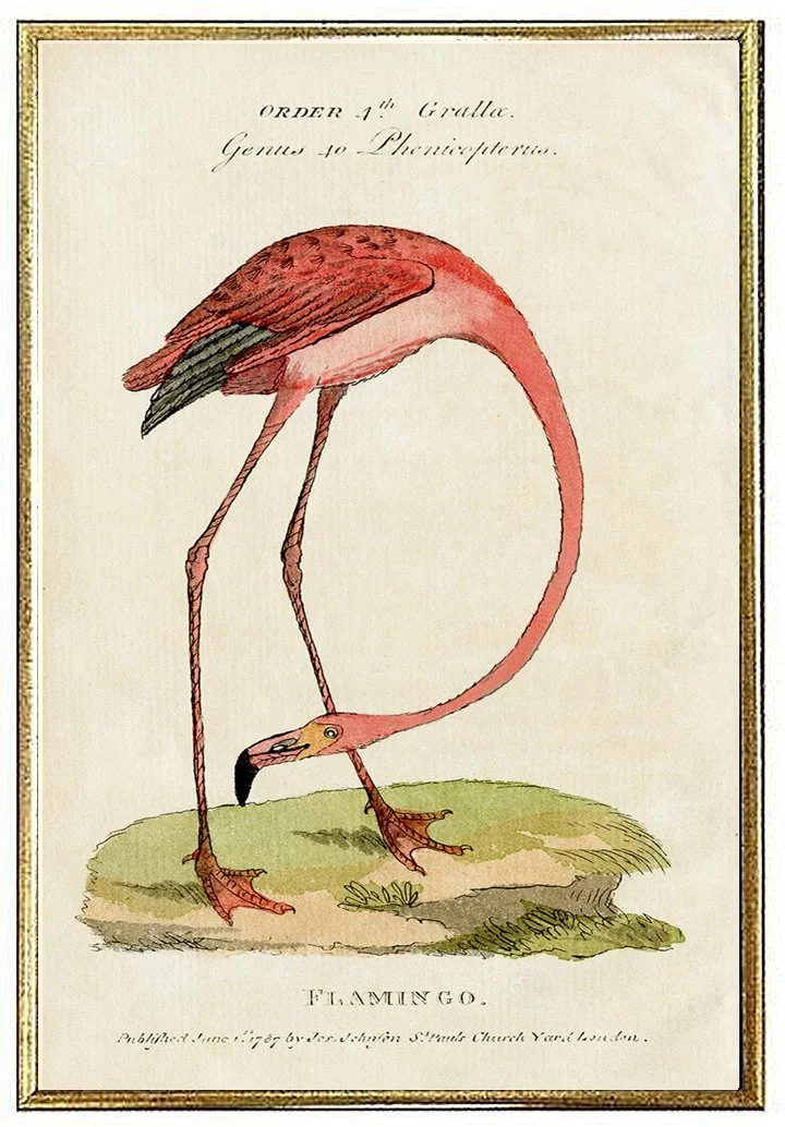 pink-flamingo-antique-bird-prints-museum-outlets.jpg