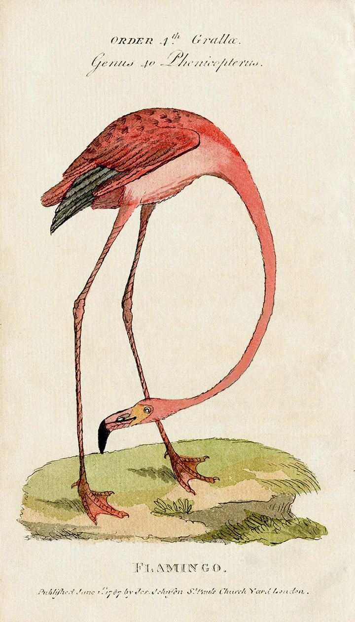 pink-flamingo-antique-bird-prints--museum-outlets.jpg