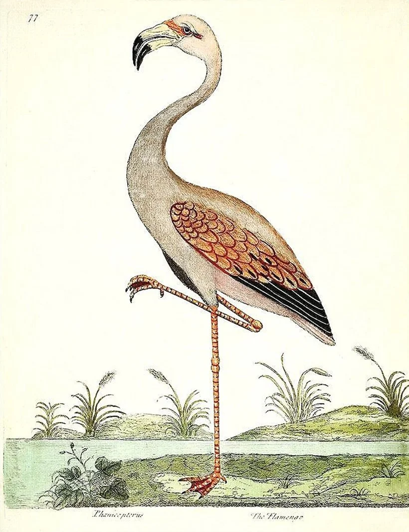 pink flamingo antique bird print