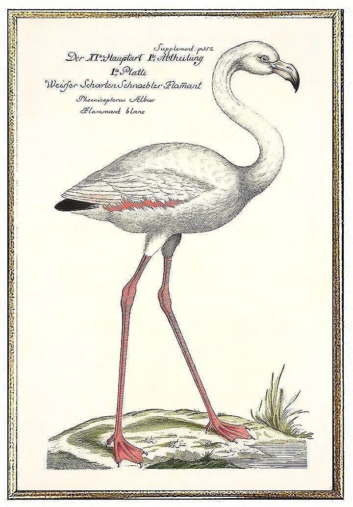 antique flamingo bird print