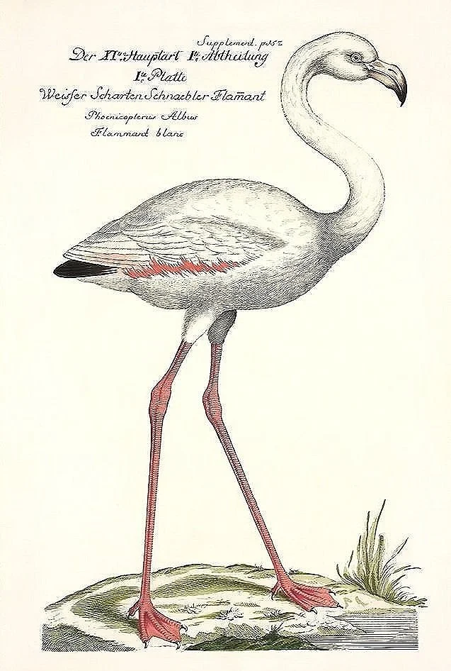 antique flamingo bird print