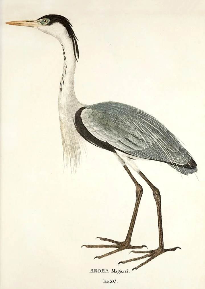 ardea-grey-heron-antique-bird-print-museum-outlets.jpg