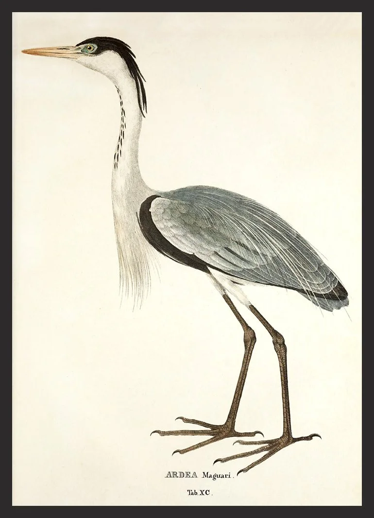 ardea-grey-heron-antique-bird-print--museum-outlets.jpg