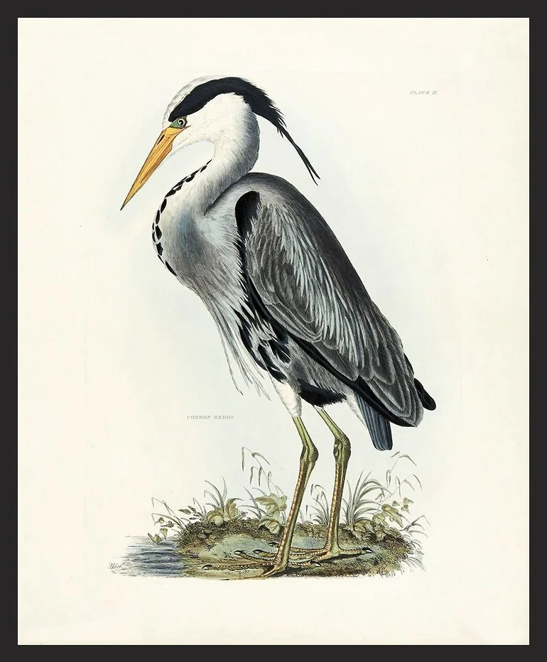 common-heron-antique-bird-print-museum-outlets.jpg