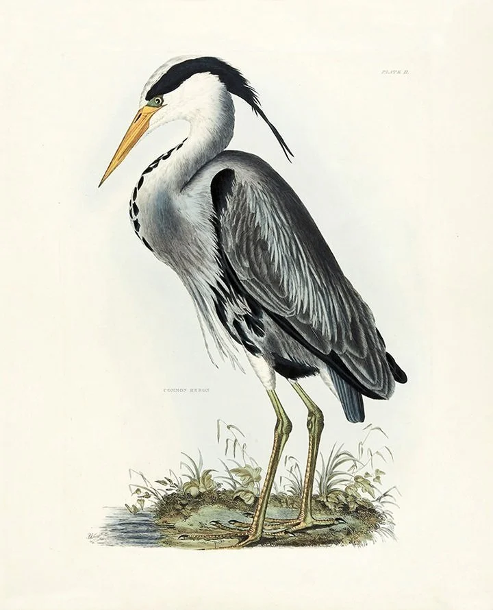 common-heron-antique-bird-print--museum-outlets.jpg
